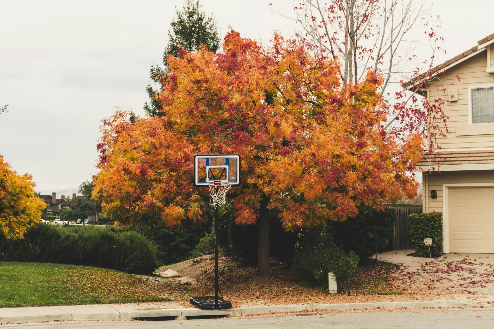 basketball court fall tree