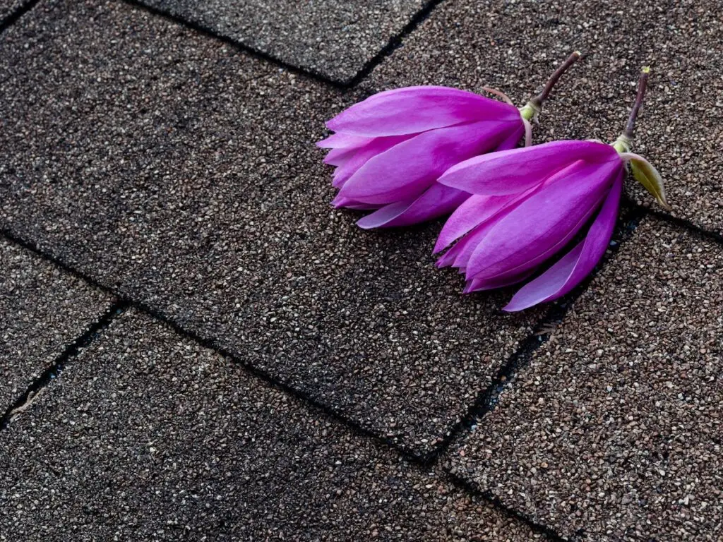 flowers on roof