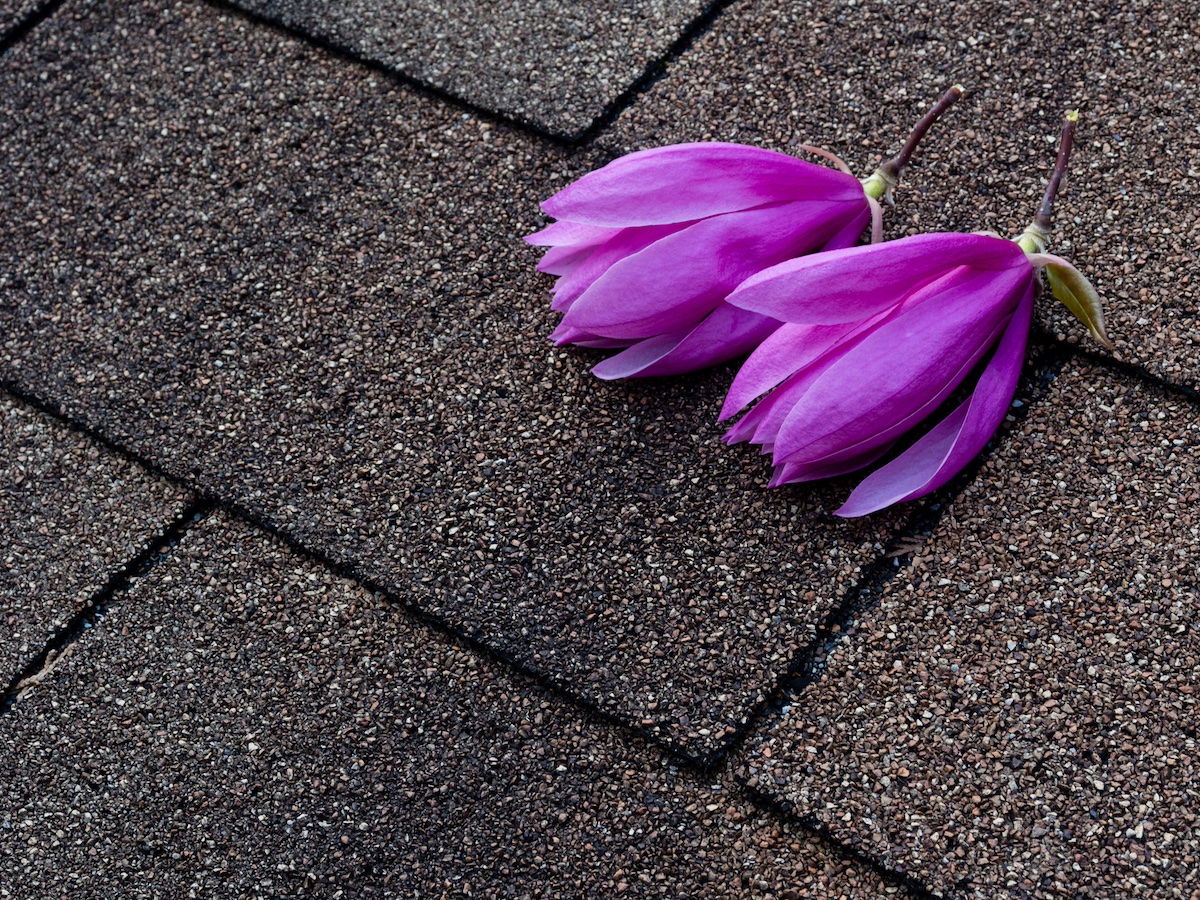 flowers on roof